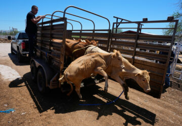 APTOPIX Mexico US Cattle Exports
