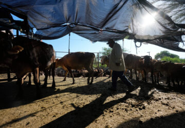 Mexico Diary Farm