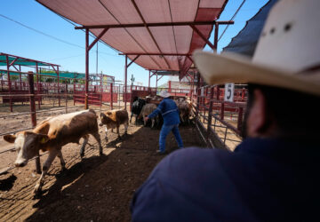 Mexico US Cattle Exports