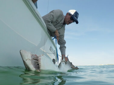 Sharks Hamptons
