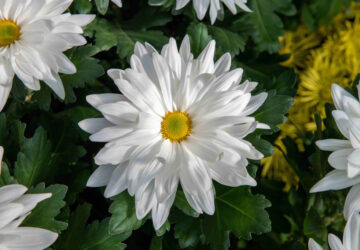 Gardening-Specialty Mums