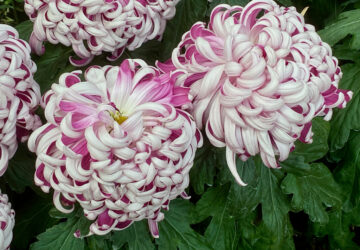 Gardening-Specialty Mums