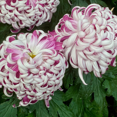 Gardening-Specialty Mums