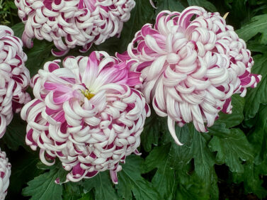 Gardening-Specialty Mums