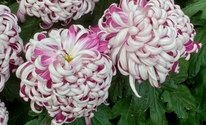 Gardening-Specialty Mums
