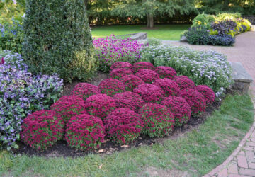 Gardening-Specialty Mums