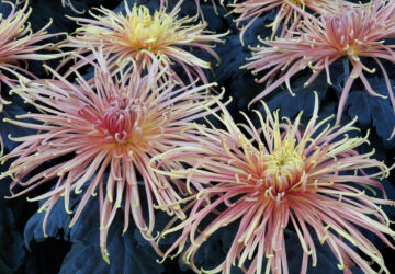 Gardening-Specialty Mums