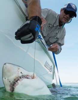 Sharks Hamptons
