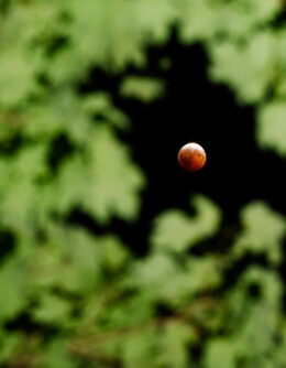 Kentucky Lunar Eclipse