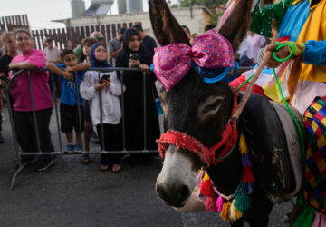 Lebanon Donkey Racing