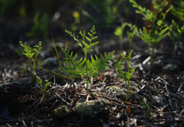 Climate Peatlands Restoration