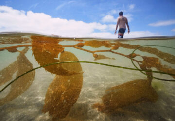 California Kelp Farm
