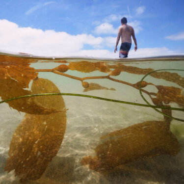 California Kelp Farm