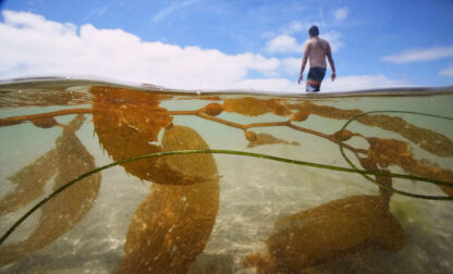 California Kelp Farm