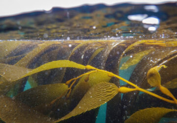 California Kelp Farm