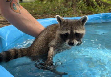 Raccoon Boot Camp