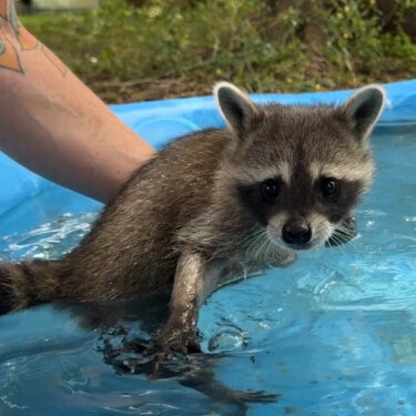 Raccoon Boot Camp
