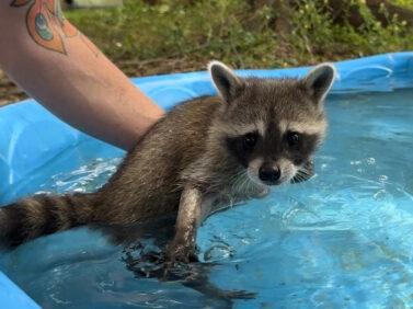 Raccoon Boot Camp