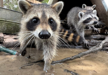Raccoon Boot Camp