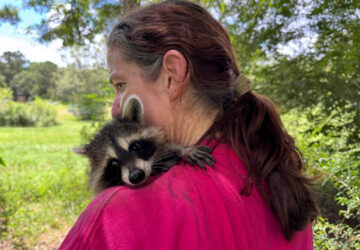 Raccoon Boot Camp