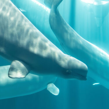 Beluga Whale Deaths