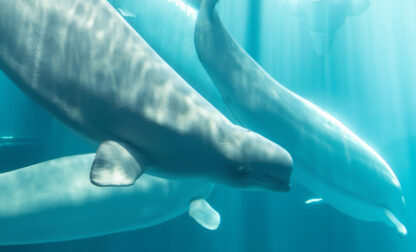 Beluga Whale Deaths