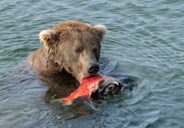 Alaska Fat Bear Week