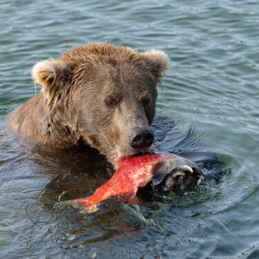 Alaska Fat Bear Week