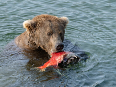 Alaska Fat Bear Week