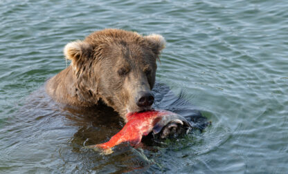 Alaska Fat Bear Week