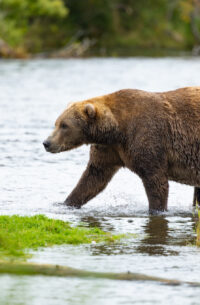 Alaska Fat Bear Week