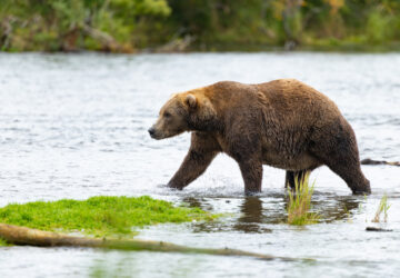 Alaska Fat Bear Week