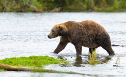 Alaska Fat Bear Week