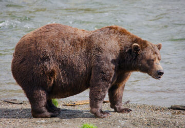 Alaska Fat Bear Week