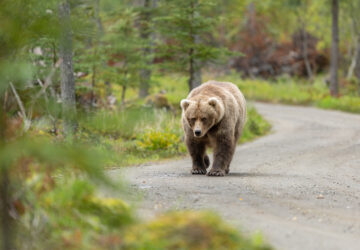 Alaska Fat Bear Week
