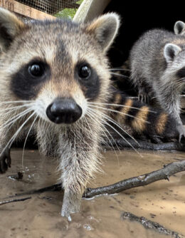 Raccoon Boot Camp