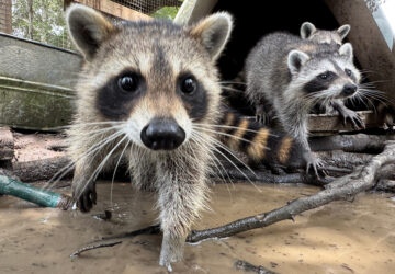 Raccoon Boot Camp