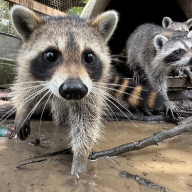Raccoon Boot Camp
