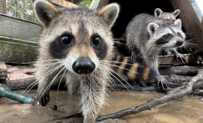 Raccoon Boot Camp