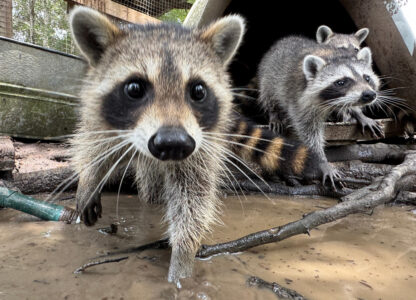 Raccoon Boot Camp