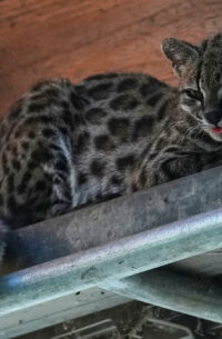 Bolivia New Cat Species