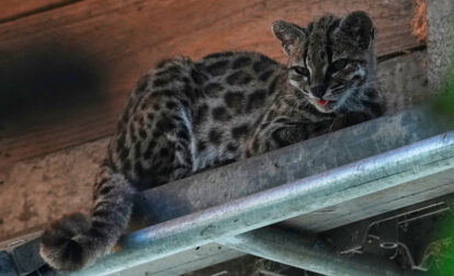 Bolivia New Cat Species