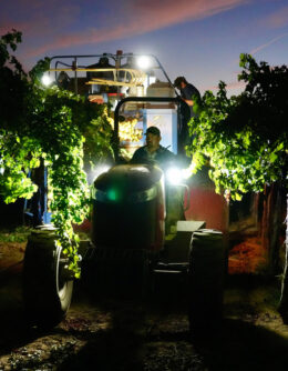 APTOPIX Wine Grape Glut