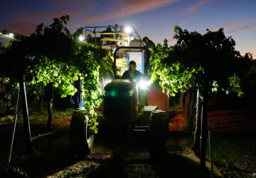 APTOPIX Wine Grape Glut