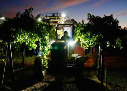 APTOPIX Wine Grape Glut