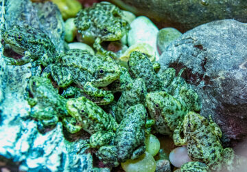 Saving California Frogs