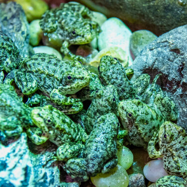 Saving California Frogs