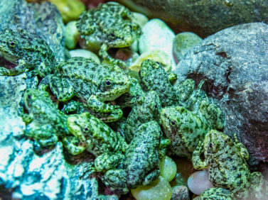 Saving California Frogs