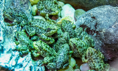 Saving California Frogs