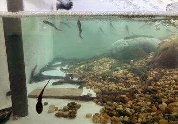 Endangered Frog Nursery